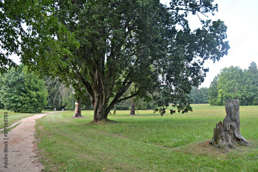 Drzewa w parku pałacowym w Białowieży - obrazy, fototapety, plakaty 