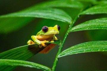 gliding tree frog (agalychnis spurrelli) is a species of frog in family hylidae. it is found in colo