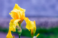 Yellow Iris Flower On Purple Blurred Background_