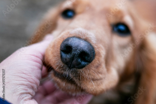 Fotografía Cocker spaniel closeup. The owner caresses the dog_