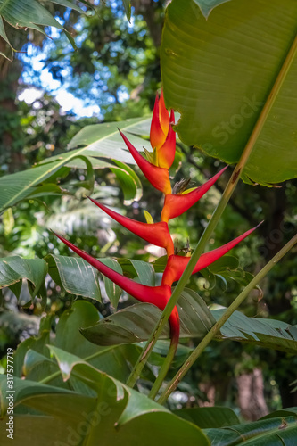 Cuadros en Lienzo Tropical flower in the botanical gardens of the Palermo district of Buenos Aires
