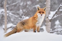 Red Fox ( Vulpes Vulpes ) In The Snowfall And Natural Winter Environmental