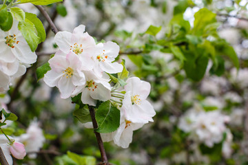 White spring apple or cherry blossom outdoor. Spring flowers background. Blooming apple tree. Spring season at countryside. Apple blossom background. Spring blossom of apple tree