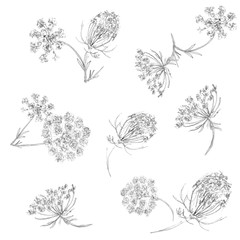  Seamless white background. Inflorescences of dill.