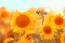 Bird Tit Flies To A Bright Yellow Sunflower On A Sunny Clear Field