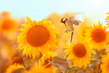 Wall Mural - bird tit flies to a bright yellow sunflower on a Sunny clear field