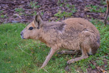 patagonian mara (dolichotis patagonum), a relatively large rodent found in open and semiopen habitat