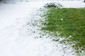 Winter in the park. A green lawn under a tree that did not get snow