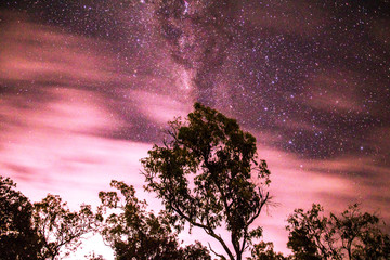 A palm tree under a starry sky