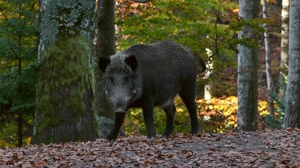 wild boar (sus scrofa) foraging in autumn forest