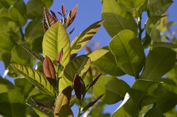 Wall Mural - flowers, leaves and fruit branches