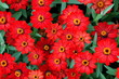 Stunning bright color of Zinnia Profusion Red flowers