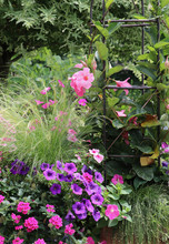 Mexican Feather Grass With Pink Mandevilla, Hot Pink Petunias And Purple Petunias