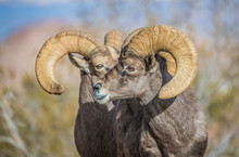 Endangered Desert Bighorn Sheep 
