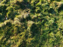 Lumpy Grass Texture Green And Brown