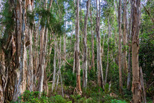 Forest Of Broad-leaved Paperbark Trees (Melaleuca Quinquenervia) - Tree Tops Park, Davie, Florida, USA