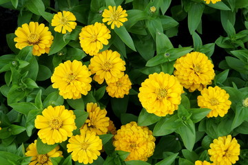 beautiful bright color of zinnia magellan yellow flowers