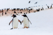 Pair Of Gentoo Penguins In Wild Nature, Near Snow And Ice In The Mountains. In Front Of Colony Of Multiple Penguins. Bird Behavior Wildlife Scene From Nature In Antarctica.