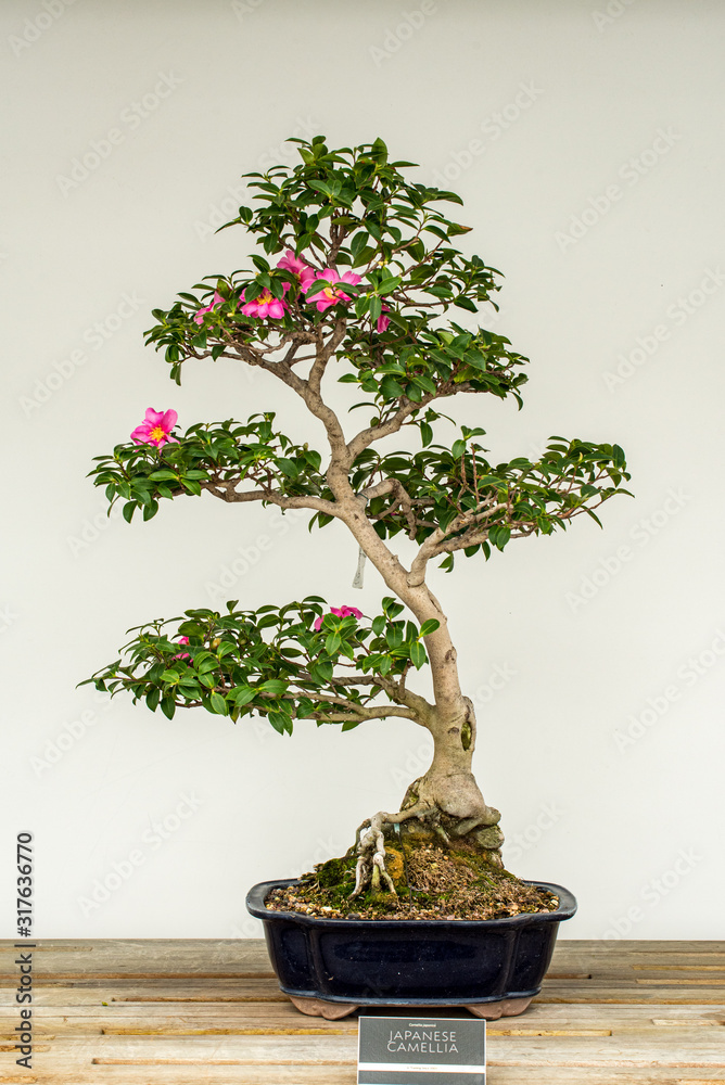 Stock-Foto Japanese Camellia Bonsai | Adobe Stock