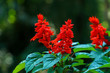 Beautiful Salvia splendens or Red Salvia blooming in the garden with green bokeh background , Thailand