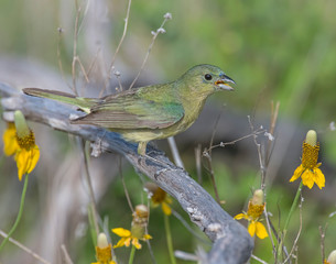 Female Painted Bunting