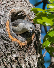 Tufted Titmouse In A Knot Hole