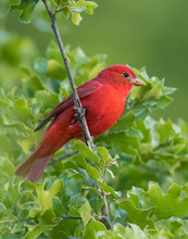 Male Summer Tanager On A Perch