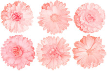 Pink Color Chrysanthemums As Background Picture.flower On Clipping Path.