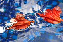 Red Flower Petals Blue Waterred Flower Petals Blue Water