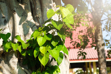 Wall Mural - green leaf pho leaf, (bo leaf, bothi leaf) with sunlight in nature. bo tree representing buddhism in