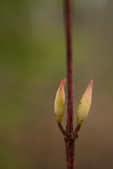 new spring buds on branch