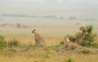 Three cheetahs resting near bush at Masai Mara, Kenya, Africa
