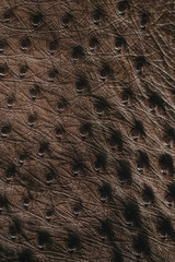 Wall Mural - Close-up of ostrich leather. Flat-lay background of ostrich skin. 