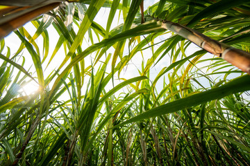 Wall Mural - Sugarcane planted to produce sugar and food. Food industry. Sugar cane fields, culture tropical and planetary stake. Sugarcane plant sent from the farm to the factory to make sugar.