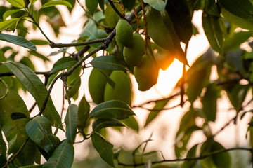 Green mangoes on the tree. Mango trees growing in a field in Asia. Mangoes fruit plantation. Delicious fruits are rich in vitamins.