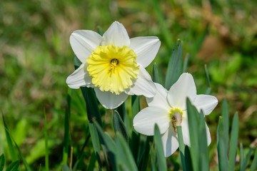 Two delicate white daffodil flowers in full bloom with blurred green grass, in a sunny spring garden, beautiful outdoor floral background photographed with soft focus