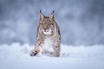 Wall Mural - Young Eurasian lynx on snow. Amazing animal, walking freely on snow covered meadow on cold day. Beautiful natural shot in original and natural location. Cute cub yet dangerous and endangered predator.