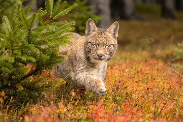 Wall Mural - Young Eurasian in autumn. Amazing animal, walking freely on in autumn colored forest. Beautiful natural shot in original and natural location. Cute cub yet dangerous and endangered predator.