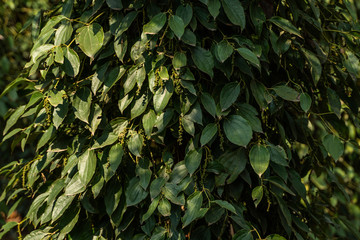 Black pepper plants growing on plantation in Asia. Ripe green peppers on a trees. Agriculture in tropical countries. Pepper on a trees before drying.