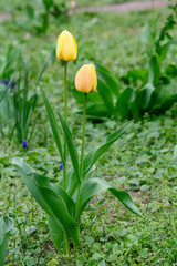 Close up of two delicate yellow tulips in full bloom in a sunny spring garden, beautiful  outdoor floral background photographed with soft focus