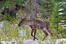 A Male Woodland Caribou Standing In A Snow Covered Spruce Forest.