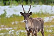 A Male Woodland Caribou Standing In A Snow Covered Spruce Forest.