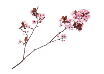 Blossoming branch with pink Cherry blossom flowers. Single spring tree branch with flowers and buds, isolated on white background. Stick tree branch from nature for design.