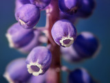 Fototapeta Las - Beautiful Armenian grape flower macro photography. Abstract fractal background with blue balls