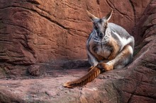 Landscape Shot Of A Kangaroo Resting On A Huge Boulder