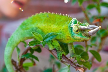 Poster - Selective focus shot of a green horned chameleon with a blurred background