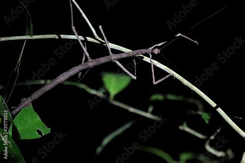 Cuadros en Lienzo Night shot of a brown walking stick perched on a thin branch