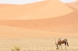 Panoramic shot of a gemsbok standing on a savanna plain with sand dunes in the background