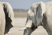 Extreme Closeup Shot Of Two Elephants With Dried Mud On Their Body