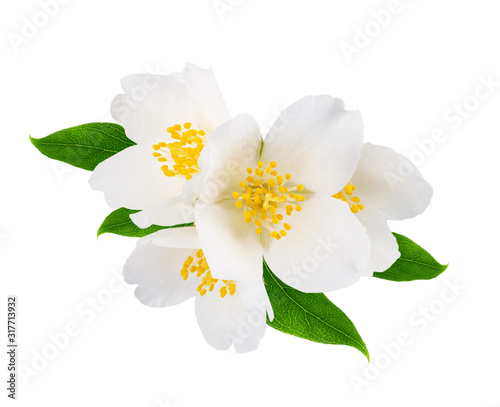 Photographie Branch of jasmine isolated on white background